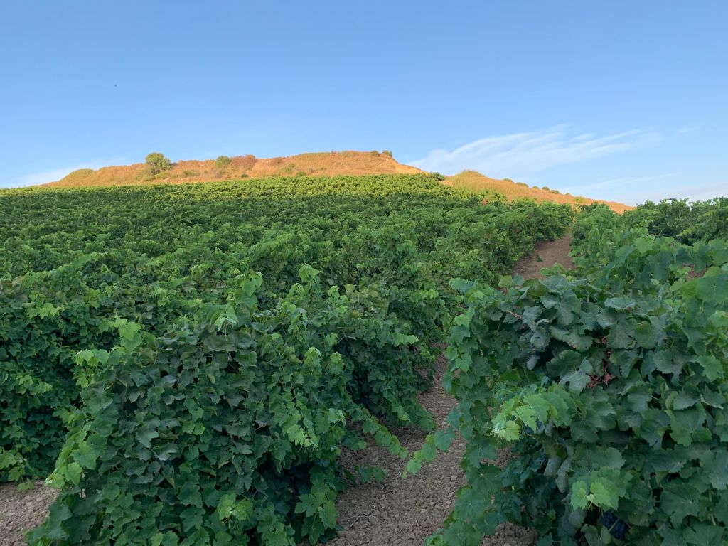 La Fondazione SOStain entra nella fase operativa e candida la Sicilia ad Isola green