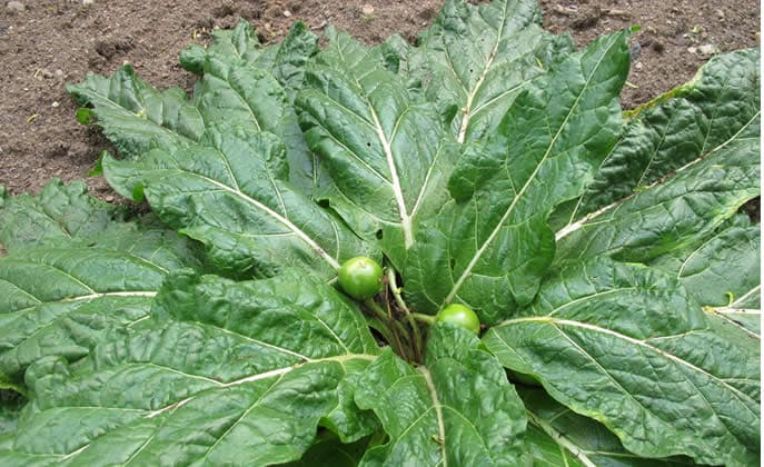 Famiglia ricoverata per avvelenamento da mandragola