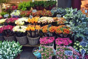 Sono 644 le imprese che commerciano piante e fiori ad avere presentato istanza di partecipazione al...