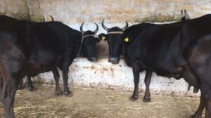 Gli allevatori siciliani potranno nuovamente esportare bovini verso il Nord o in altri territori...