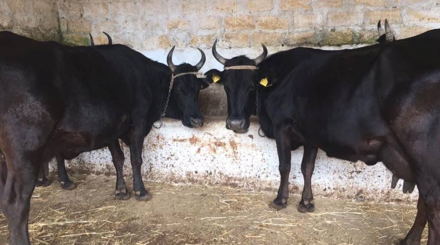 Riparte l’esportazione dei bovini siciliani, Razza: “Sconfiggere la brucellosi”