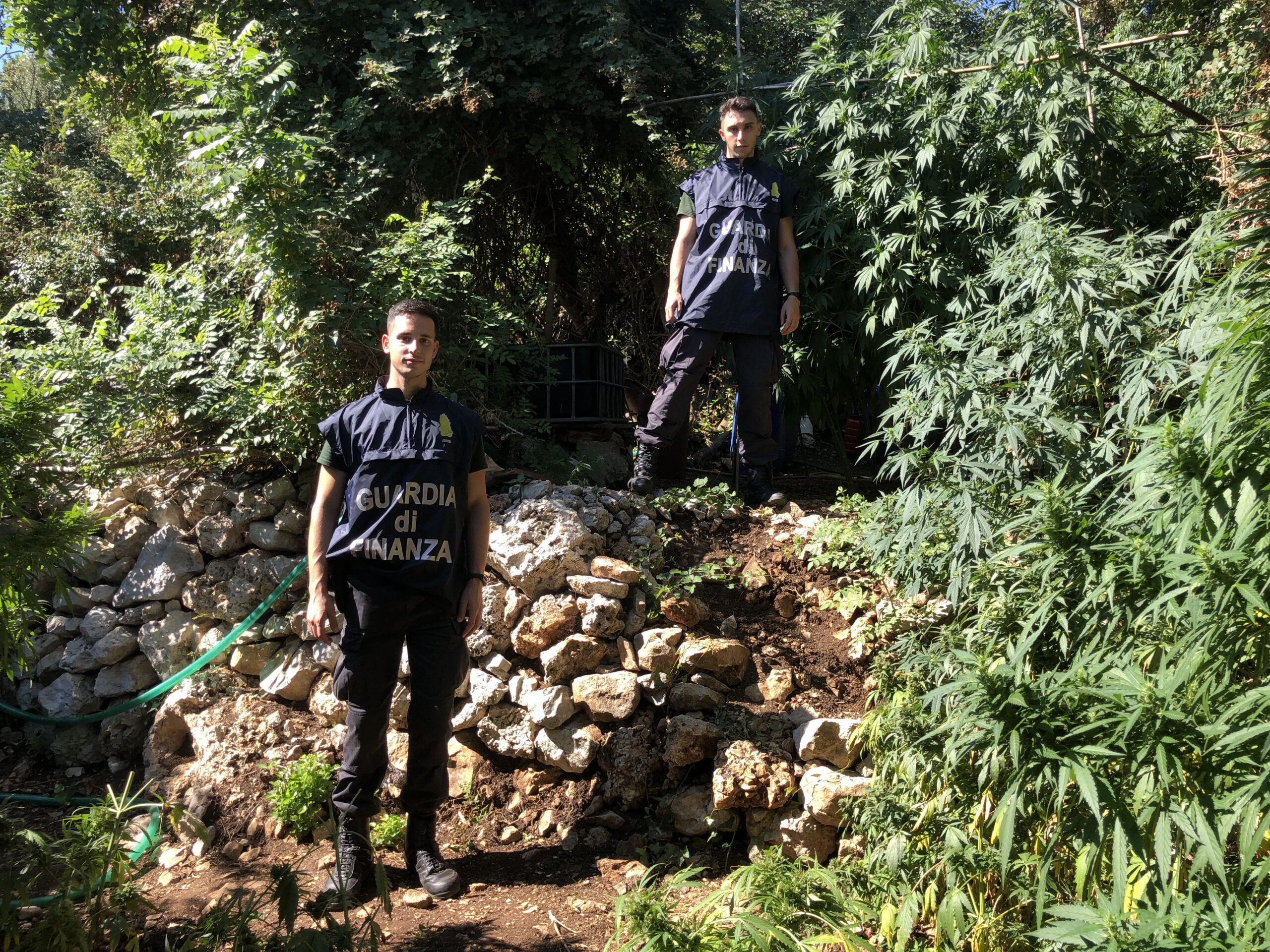 Sequestrata piantagione di canapa indiana a Carini: una denuncia