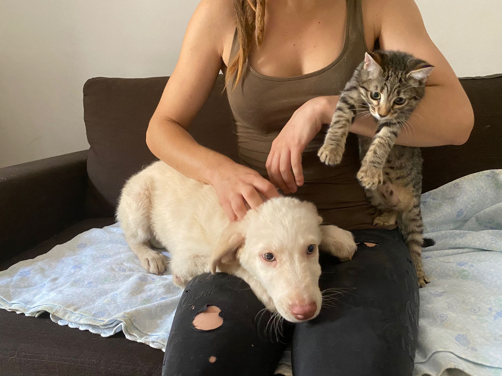 Hola, la cagnolina lanciata da un’auto e resa cieca adottata con la sua amica gattina