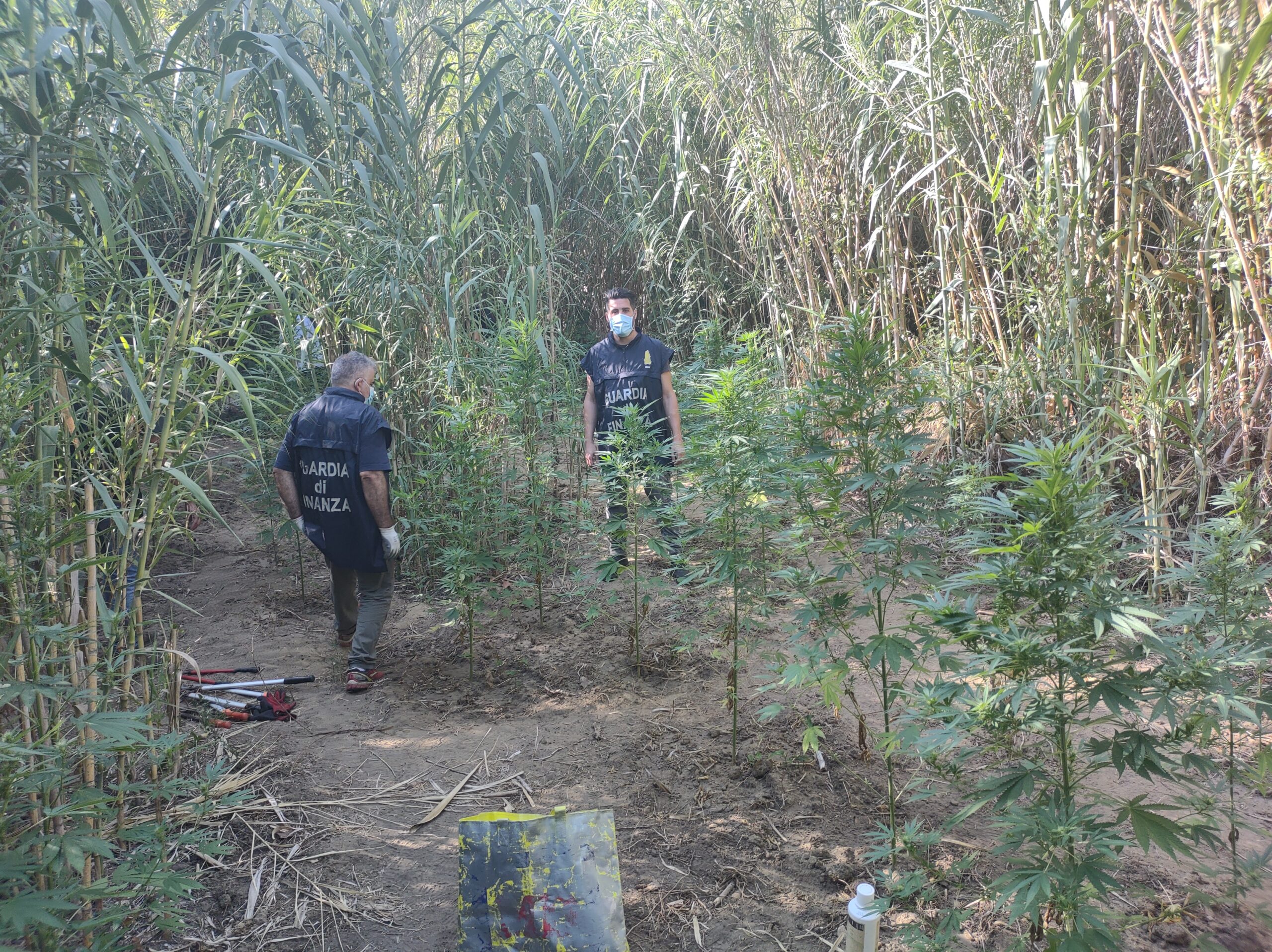 Sequestrata piantagione di marijuana nel territorio di Partinico