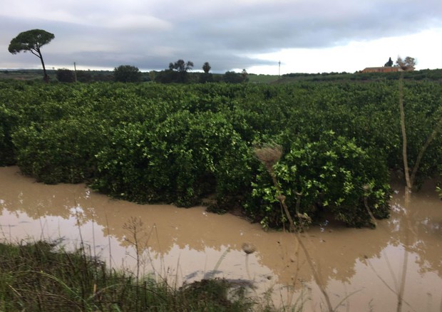 Nubifragi Sicilia, Confagricoltura: “Segnalati danni e allagamenti”