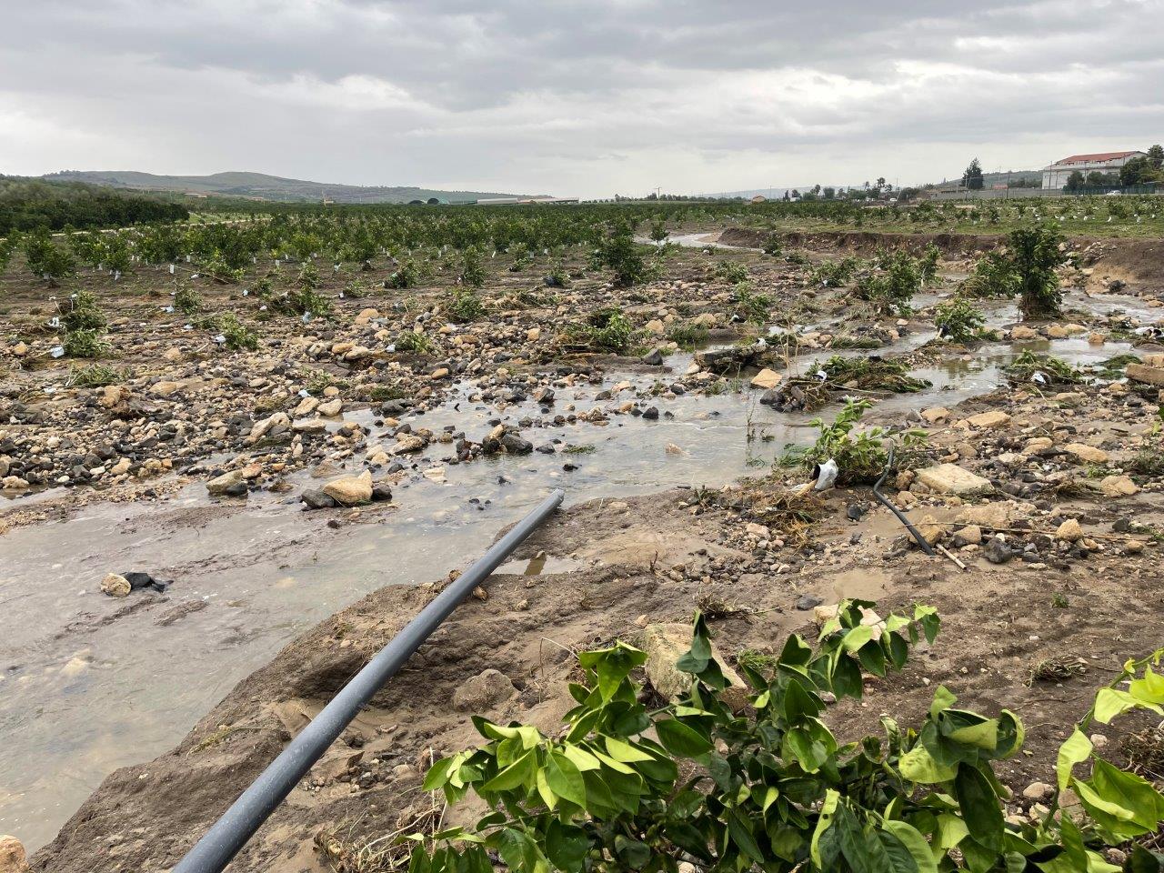 Uragano, danni e previsioni stagione agrumicola 2021 2022