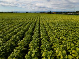 ROMA (ITALPRESS) - Di fronte all'aumento esplosivo dei costi di coltivazione del tabacco spinti dai...