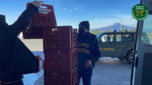 Novecentocinquanta chili di arance sono stati donati dal Corpo forestale della Regione Siciliana...