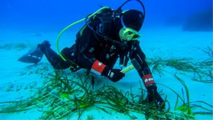 PALERMO (ITALPRESS) – La prima tappa del progetto Save the Wave per il ripristino degli ecosistemi...