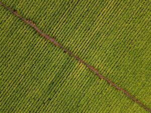 ROMA (ITALPRESS) – Il ministero delle Politiche agricole, alimentari e forestali (Mipaaf) e Philip...