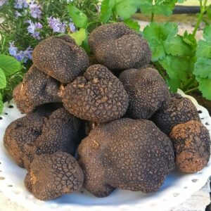 Anche la Sicilia avrà un regolamento per la raccolta, la coltivazione, il commercio e la tutela del...