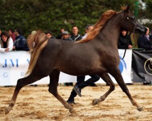 La "Fiera mediterranea del cavallo" si sposta a Palermo, sabato 28 e domenica 29 maggio, per un...