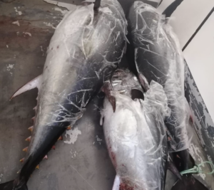 Continua incessantemente l’ attività di controllo sulla pesca del tonno rosso da parte del personale...