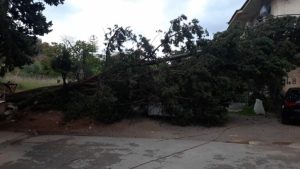 Due grossi alberi sono caduti nel corso della notte per il forte vento.Uno si è staccato dal terreno...