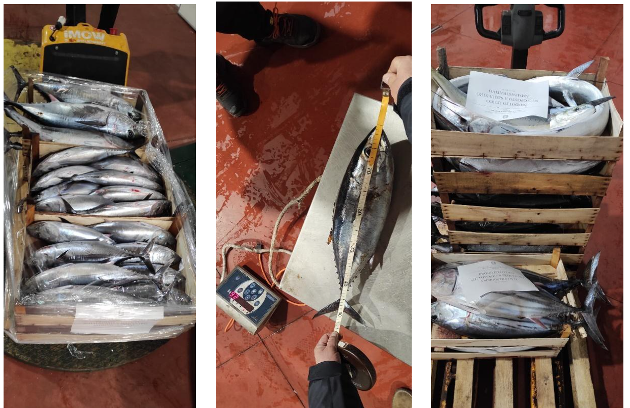 Riposto, sequestrati 37 esemplari di tonno rosso piccoli
