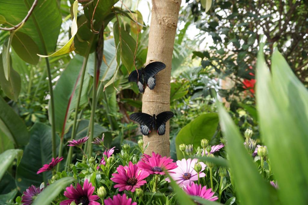 La “Casa delle Farfalle” il 14 febbraio a Siracusa e il 22 febbraio a Palermo