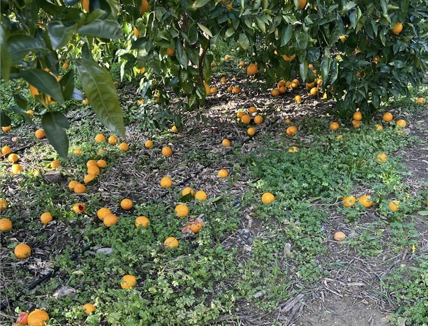 Più arance per terra che sugli alberi. Pannitteri sul nubifragio: “Danni enormi”