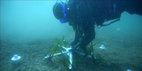 Riforestazione marina con Posidonia nel golfo di Palermo