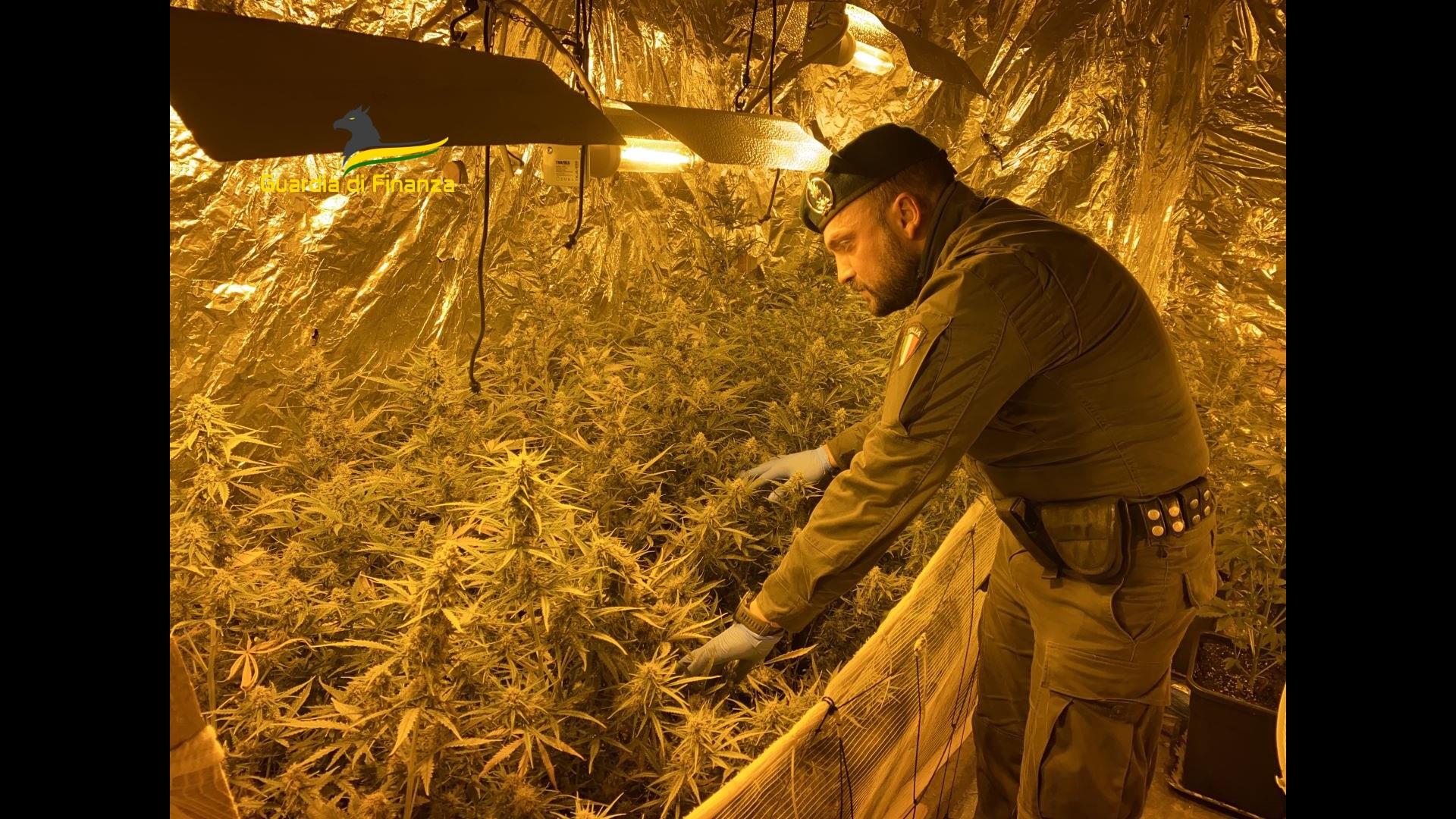 Palermo, scoperta una piantagione di marijuana a Ballarò