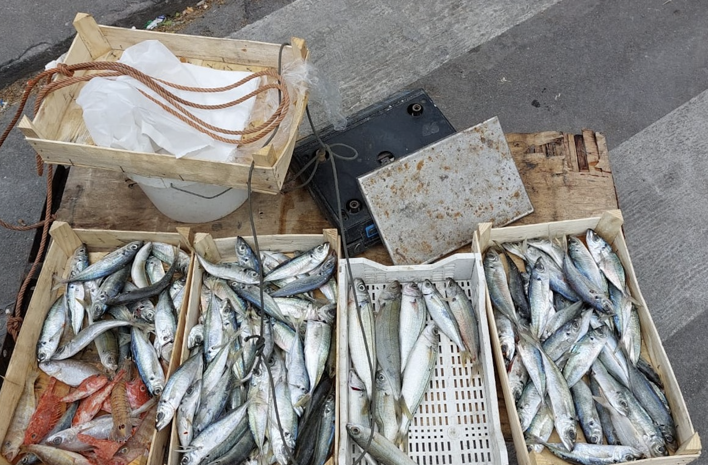 Pesca illegale, sequestrati duemila metri di rete e 230 Kg di pesce