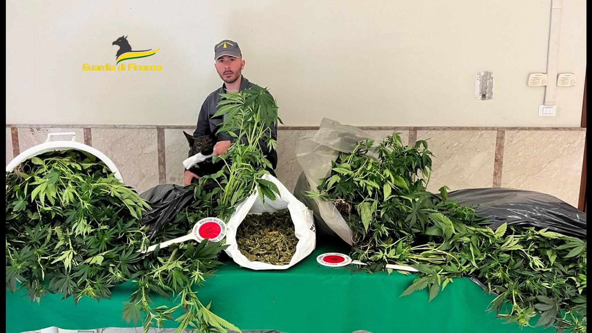 Scoperta una serra di marijuana nella campagne di Bagheria