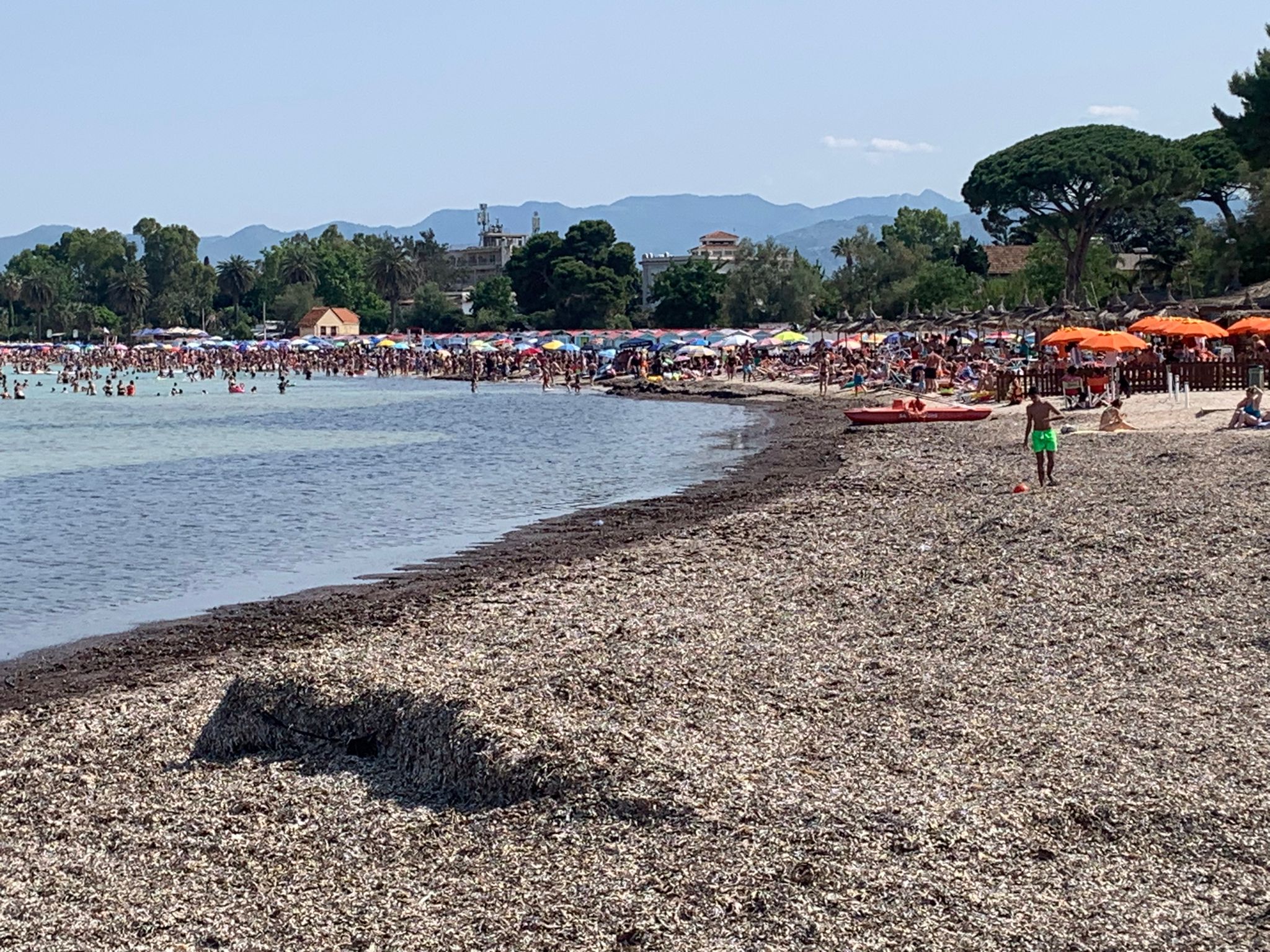Mondello e Sferracavallo invase dalle alghe: al via da mercoledì la rimozione della posidonia