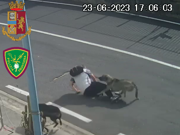 Aggredito da tre cani al Porto di Catania, ricoverato con frattura al polso