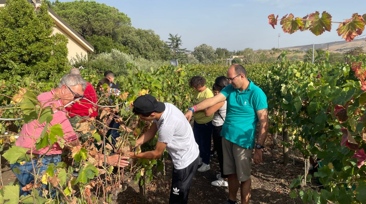 Madonie Agro-Salute, a Tenuta San Giaime la vendemmia inclusiva