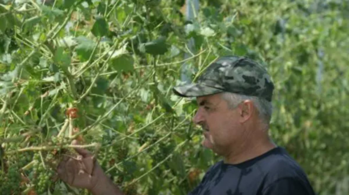 Peronospera, Fedagricoltura a fianco dei viticoltori siciliani