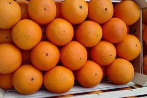 Caporalato tra Enna e Regalbuto, un euro a cassetta per raccogliere arance: quattro misure cautelari