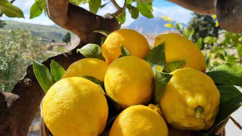 I limoni siciliani sono veramente i più buoni al mondo? La risposta degli esperti ti farà rimanere senza parole