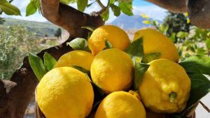 Limoni di Sicilia
