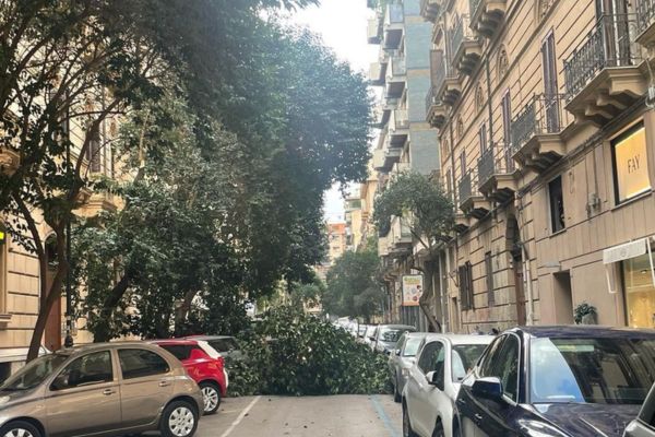 Palermo, alberi caduti per il forte vento in città