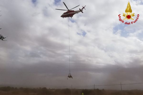 Mucca finisce in un burrone a Noto: salvata con un elicottero dei vigili del fuoco