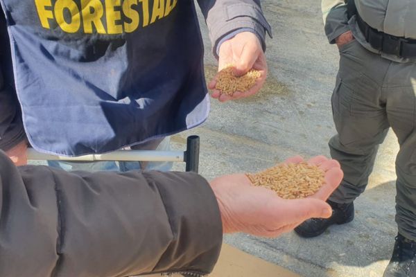 Regione dispone controlli del Corpo forestale sul grano estero in arrivo a Pozzallo