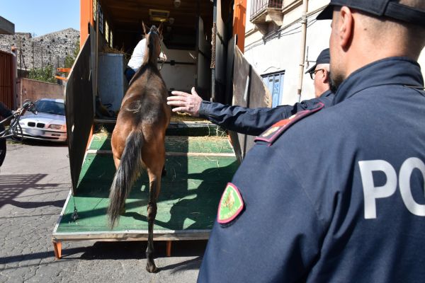 Sequestrate stalle a cavalli usati per le corse clandestine a Catania