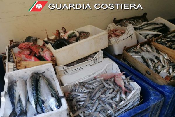 Sequestrate 2,5 tonnellate di prodotto ittico venduto illegalmenete