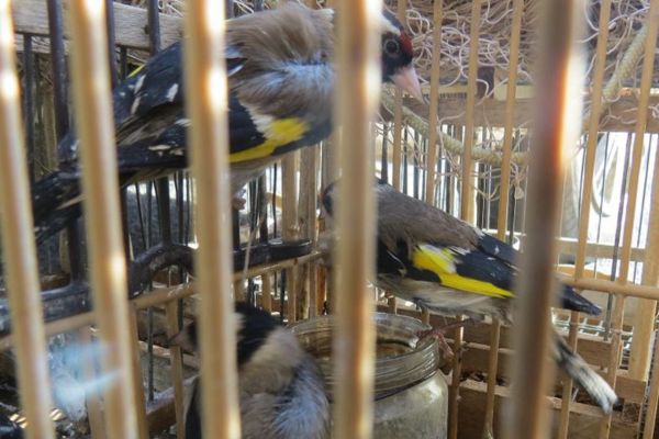 Sequestro fauna protetta al mercato Ballarò di Palermo