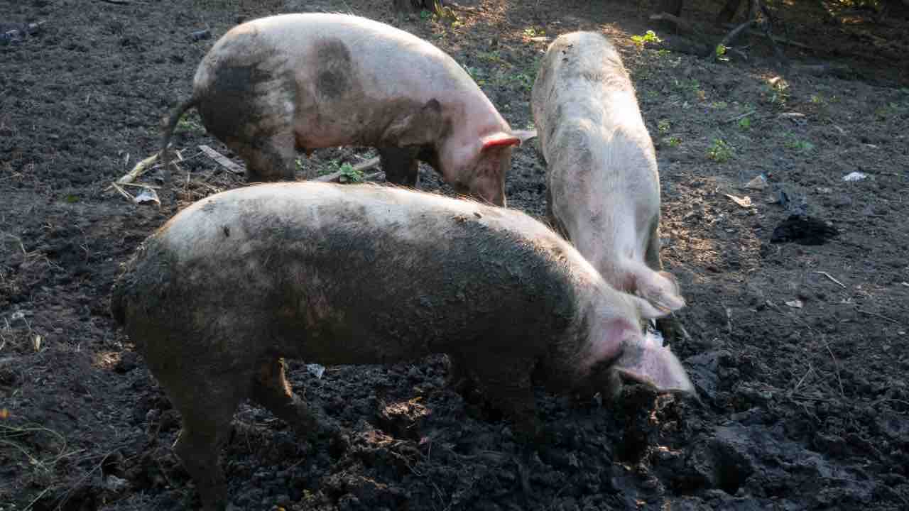 Peste suina fulminante: sterminato noto allevamento di maiali | Producono il cibo più mangiato in Italia