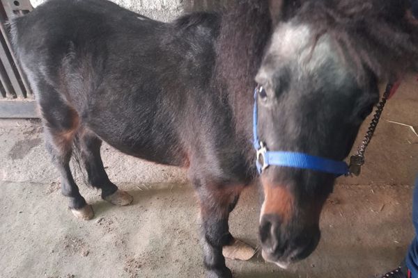 Catania, cavalli sequestrati per maltrattamento. Scatta la denuncia di LNDC Animal Protection