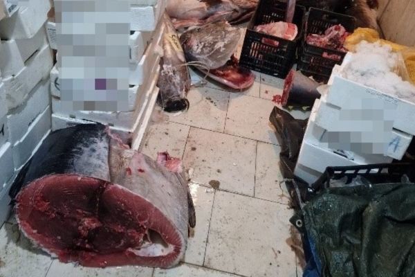 Guardia Costiera di Palermo sequestra 1.200 Kg di prodotto ittico