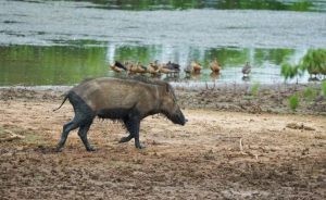 La città degli animali selvatici: quando la natura torna a vivere accanto a noi