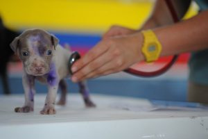 Spese veterinarie in crescita: quanto costa davvero prendersi cura di un animale domestico