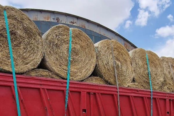 Bonus fieno della Regione, da oggi la distribuzione agli allevatori