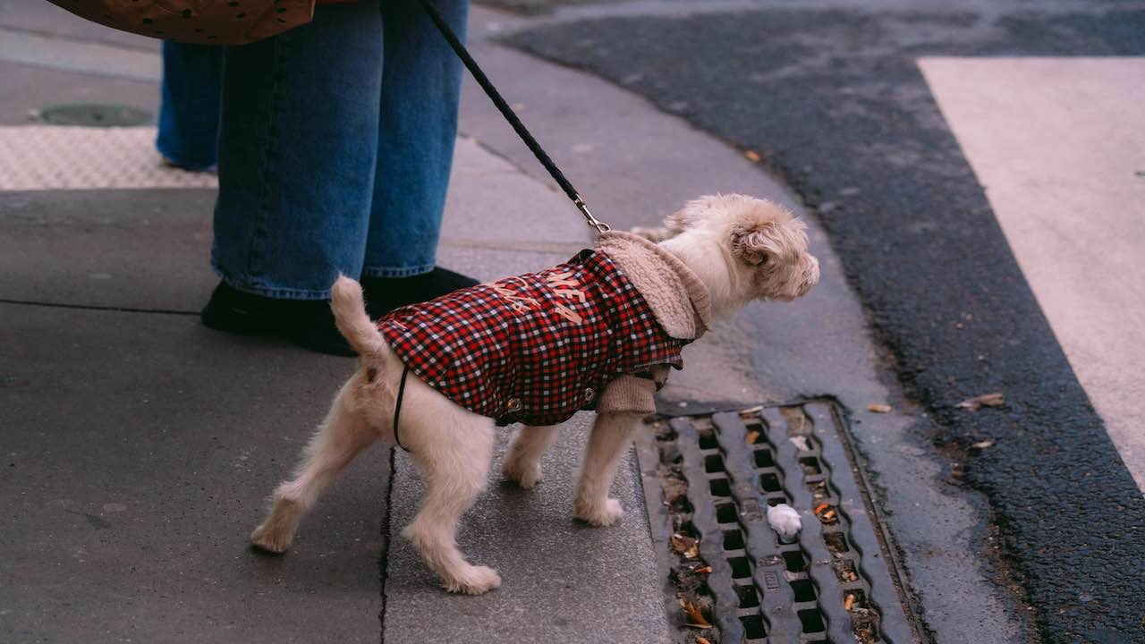 500€ di Multa per il mio cane: ho commesso un errore e l’ho pagato caro in questa città