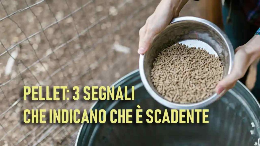 Pellet, che fregatura: non sbagliare anche tu | 3 segnali che dicono quando é scadente