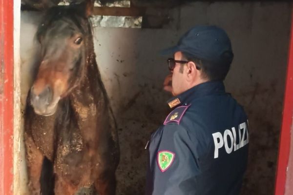 Cavalla maltrattata e destinata alla macellazione, salvata dalla polizia