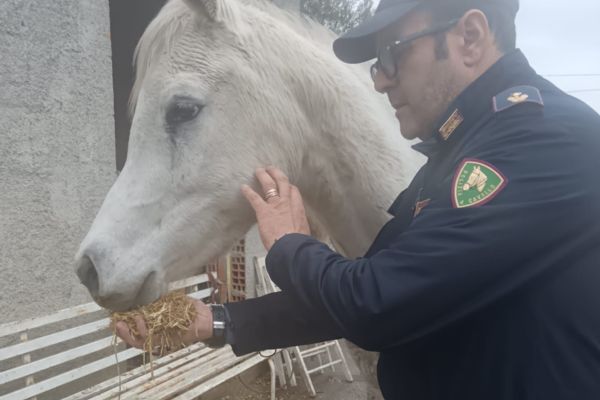 Terreno adibito a stalla, salvati sei cavalli trovati nel degrado