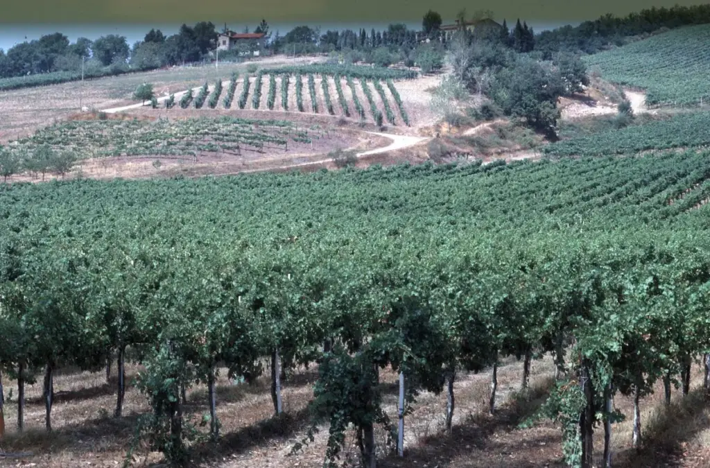 L’Italia torna leader mondiale nella produzione di vino, celebrando un primato tutto da gustare.