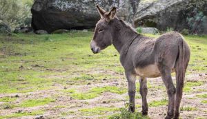 Asino - fonte_Canva - sicilianews24.it